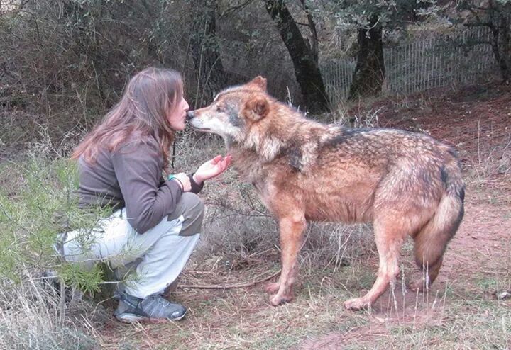 Adiestramiento Canino